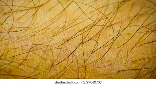 Dermatology. Macro Image Of Hairy Human Skin With Wrinkles Depicting Aging Process.