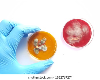 A dermatophyte test medium (DTM) culture in Petri dish using for growth media to isolate and cultivate fungal testing from clinical samples, investigation of ring worm (skin disease).