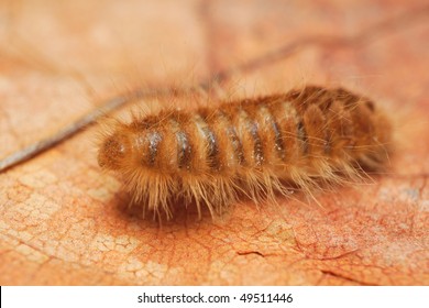 Dermestes Carpet Beetle