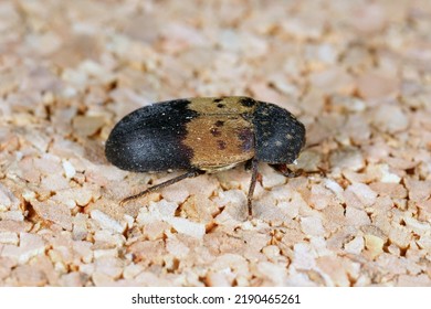 Dermestes lardarius, commonly known as the larder beetle from the family Dermestidae a skin beetles. - Shutterstock ID 2190465261