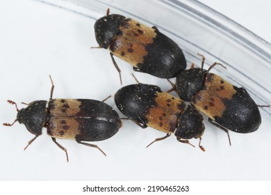 Dermestes lardarius, commonly known as the larder beetle from the family Dermestidae a skin beetles. - Shutterstock ID 2190465263