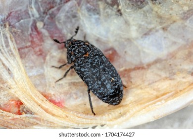 Dermestes Murinus From The Family Dermestidae A Skin Beetles.