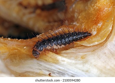 Dermestes undulatus is a species of carpet beetle in the family Dermestidae. Larva on dead fish.  - Shutterstock ID 2100594280