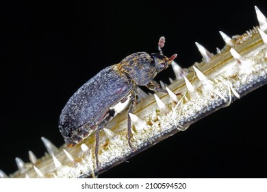Dermestes undulatus is a species of carpet beetle in the family Dermestidae. Beetle on dead fish.