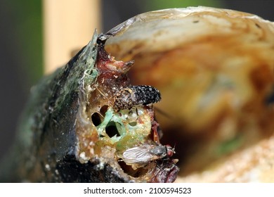 Dermestes undulatus is a species of carpet beetle in the family Dermestidae. Beetle on dead fish.