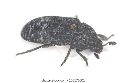 Dermestid Beetle Isolated On White Background, Extreme Close-up