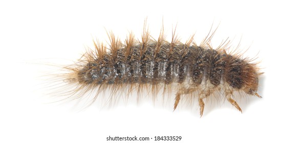 Dermestid Beetle Larvae Isolated On White Background