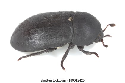 Dermestidae, Dermestes Beetle Isolated On White Background 