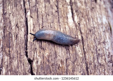 Milky Slug Images Stock Photos Vectors Shutterstock