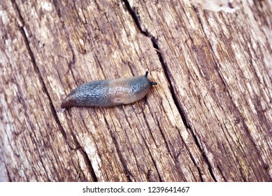 Milky Slug Images Stock Photos Vectors Shutterstock