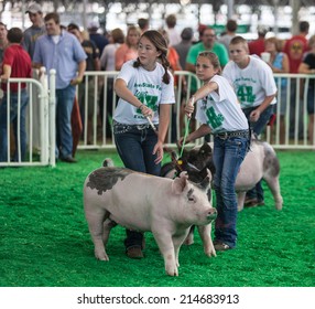 DES MOINES, IA /USA - AUGUST 10: Unidentified Teens Exercising And Showing Swine At Iowa State Fair On August 10, 2014 In Des Moines, Iowa, USA.