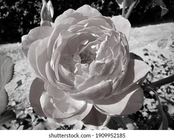 A Desaturated Rose By Any Other Name