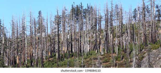 Deschutes National 
 Forest Near Sisters Oregon ..Forest Fire Damage 