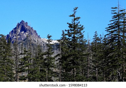 Deschutes National 
 Forest Near Sisters Oregon ..Forest Fire Damage 