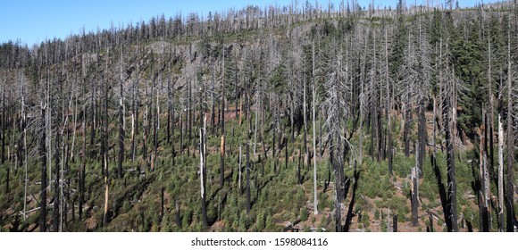 Deschutes National 
 Forest Near Sisters Oregon ..Forest Fire Damage 