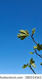 📝 Description (~2000 characters)
A delicate and luminous close-up of a young fig tree (Ficus carica) branch in early spring growth, photographed from a low angle looking upward against a flawless, cloudless deep blue sky. The minimalist composition places the botanical subject in the lower portion of the frame, allowing the vast expanse of clear azure to dominate and serve as a pure, uncluttered backdrop that emphasizes the freshness and vitality of the new season's growth. The branch — slender, smooth, and slightly curved — reaches upward and outward with the natural energy of spring, bearing several newly unfurled leaves at various stages of development. The largest leaf, extending to the right, displays the characteristic deeply lobed form of Ficus carica in full clarity — its broad, irregular outline, prominent veining, and slightly wavy surface texture all rendered in sharp detail by the bright directional sunlight that catches the leaf from behind, making it glow with a vivid, translucent yellow-green. Smaller leaves cluster toward the growing tip, their surfaces still folded and pale, while a tightly furled young bud at the apex of the shoot suggests the active, vigorous growth of the plant in early warm season. The backlighting creates a beautiful contre-jour effect, illuminating the fine network of veins within each leaf and giving the foliage a glowing, almost stained-glass quality against the intense blue behind it. The image conveys the clean, optimistic energy of springtime in a subtropical or Mediterranean climate — likely captured in Adjara, Georgia, or a similar Black Sea coastal region where the fig is a ubiquitous and culturally significant cultivated tree. This photograph suits botanical, nature, agriculture, seasonal, and travel editorial projects, as well as fresh, clean background and design use.