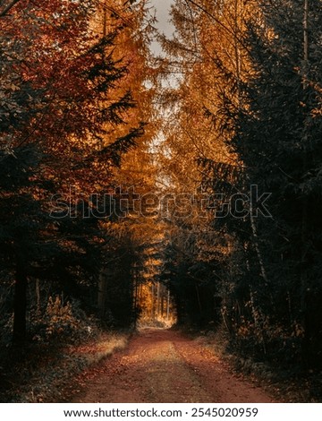 Description:
A forest path surrounded by trees on both sides, bathed in vibrant orange and red hues. The autumn foliage creates a fiery, warm atmosphere, enveloping the path in rich, seasonal colors.
