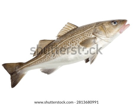 Description: A fresh whole Atlantic cod fish isolated on white transparent background.