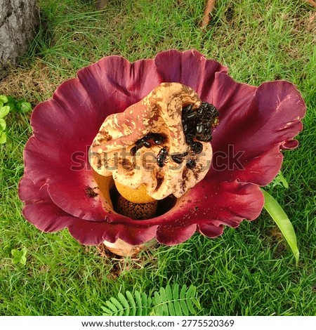 Description: A high-angle, close-up shot of the rare and exotic Elephant Foot Yam flower in full bloom. The deep maroon spathe surrounds a textured spadix, attracting a cluster of black beetles. This unique tropical plant is known for its carrion-like scent used for pollination. Perfect for botanical, nature, and biodiversity-related content.
