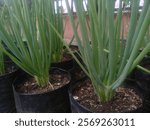 Description: The image shows green onion plants growing in black plastic pots filled with soil. The plants have long, slender green leaves and are planted in a row. The background appears to be a gard