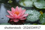 Description:
A pink water lily blooms in a pond, its petals glistening with water droplets. The flower reflects in the still water, creating a peaceful image.