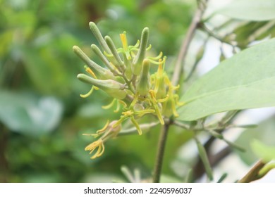 Description: White kantil is a plant that has white flowers and smells good with tall tall trees. The kantil flower is the same as the jeumpa flower (yellow cempaka) which is a typical Indonesian plan