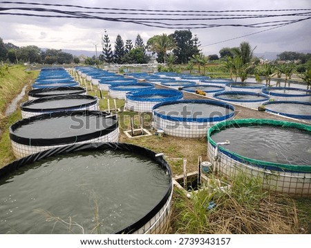 Description:
Wide-angle view of modern circular aquaculture ponds arranged in rows in a rural farming area. Large round tarpaulin fish tanks filled with water are neatly organized on grassy land, surrounded by tropical trees, banana plants, and distant hills under a cloudy sky. Sustainable fish farming infrastructure with irrigation pipes and water management system visible. Concept of aquaculture industry, freshwater fish cultivation, sustainable agriculture, and rural entrepreneurship.