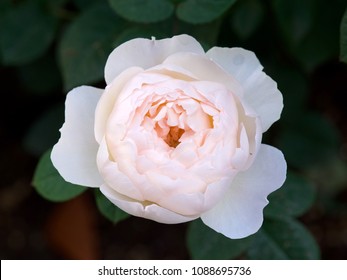 Desdemona, A David Austin English Rose