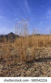 desert