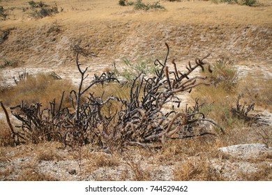 desert