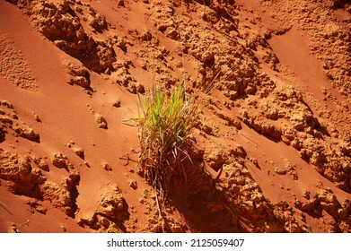 Desert, Abstract, Background, Texture, Orange, Sand, Stone, Nature, Rock, Ocher, Plant, Grass, Drought, Dry, Ecology, Ecological, Green, New Life, Death, Hot, Climate Change, Dirt, Soil, Global Warmin