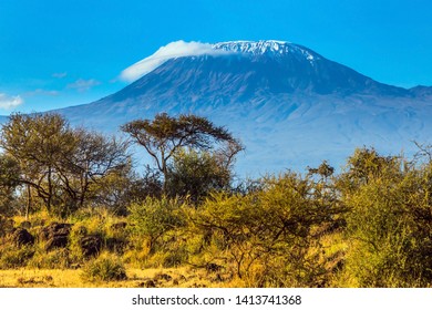 Desert acacia in the savanna. The famous volcano Kilimanjaro with a snowy peak. Safari - tour to the Kenya Amboseli Reserve. The concept of exotic, ecological and phototourism