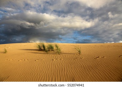 Desert With Animal Tracks In The Sand