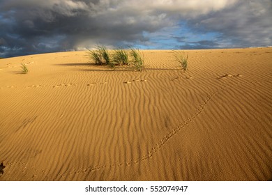 Desert With Animal Tracks In The Sand