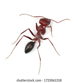Desert ant, Cataglyphis bicolor isolated on white background
