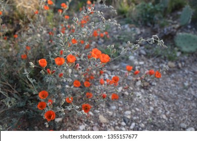 Desert Apricot Globe Mallow