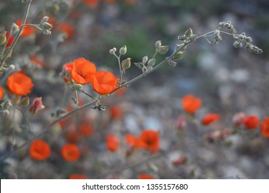 Desert Apricot Globe Mallow