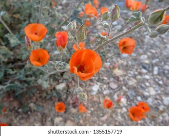 Desert Apricot Globe Mallow