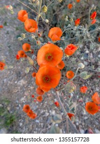 Desert Apricot Globe Mallow