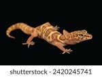 Desert banded gecko in black background is looking so nice and its eyes are glittering