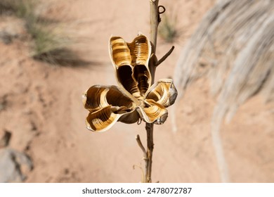 Desert Beauty: Intricate Dried Yucca Seed Pod Close-Up

 - Powered by Shutterstock