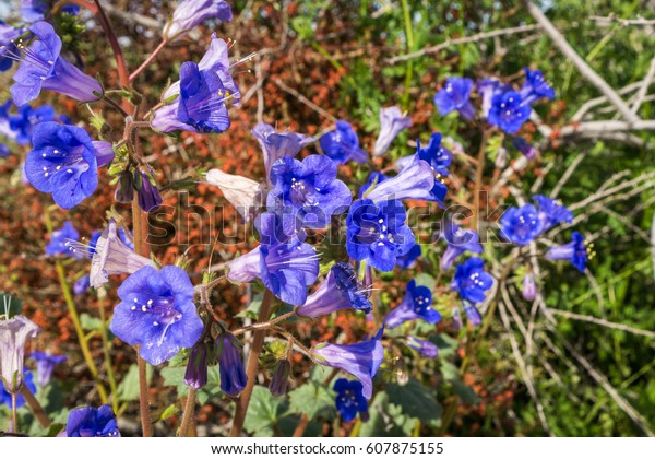 Desert Bells Phacelia Campanularia Flowers Joshua Stock Photo Edit Now 607875155