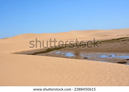 In the desert between the dunes is a small oasis with pools of water. Global warming and climate change