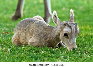 Desert Big Horn Sheep Baby Lamb Laying Down Eating Grass