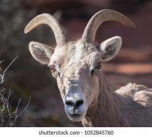 Desert Big Horn Sheep Female