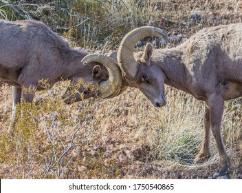 Desert Bighorn Male Sheep Horns