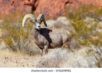 Desert Bighorn Ram in Nevada’s Valley of Fire State ParkNevada