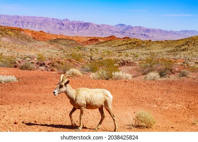 Desert Bighorn Ram In Desert Valley Of Fire State Park Near Las Vegas In Nevada