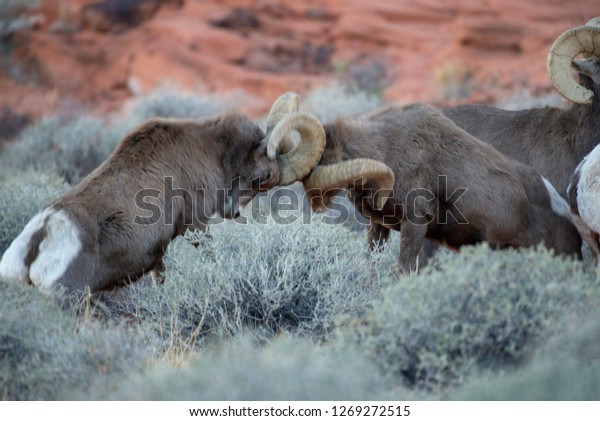 Desert Bighorn rams butting heads at the Valley\
of Fire in southern\
Nevada.