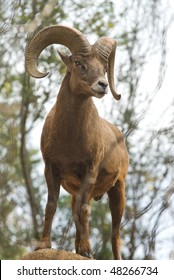 Desert Bighorn Sheep